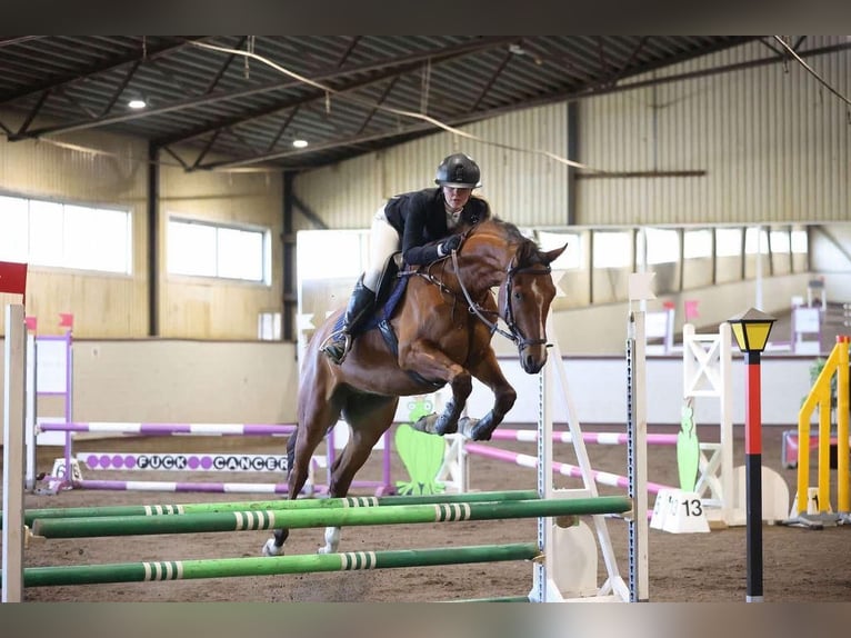 Sang-chaud suédois Hongre 4 Ans 164 cm Bai in Stockholm