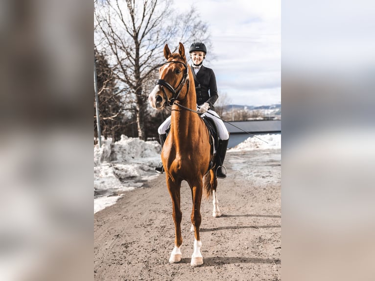 Sang-chaud suédois Hongre 4 Ans 173 cm Alezan brûlé in Norddal