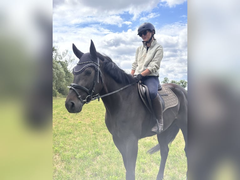 Sang-chaud suédois Croisé Hongre 5 Ans 160 cm Bai brun in Leipzig