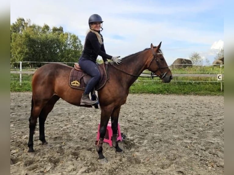 Sang-chaud suédois Croisé Hongre 5 Ans 162 cm Bai brun in Leipzig