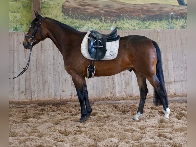 Sang-chaud suédois Croisé Hongre 5 Ans 163 cm Bai in Leipzig