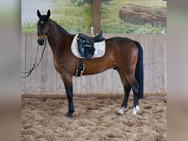 Sang-chaud suédois Croisé Hongre 5 Ans 163 cm Bai in Leipzig