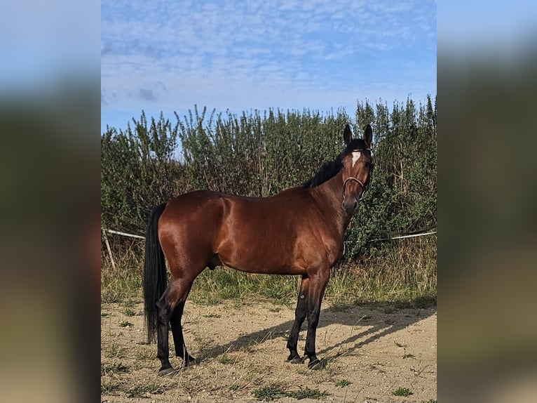 Sang-chaud suédois Croisé Hongre 5 Ans 164 cm Bai in Leipzig