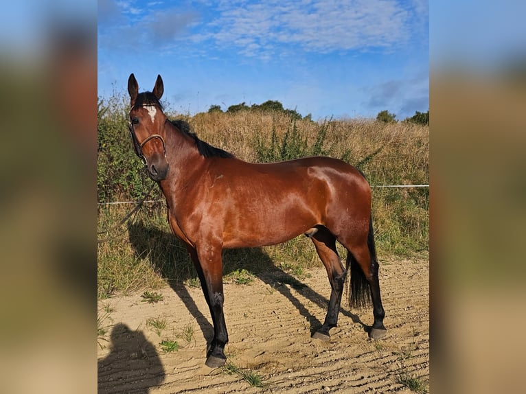 Sang-chaud suédois Croisé Hongre 5 Ans 164 cm Bai in Leipzig