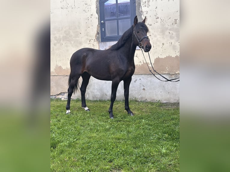 Sang-chaud suédois Croisé Hongre 5 Ans 166 cm Bai brun in Leipzig