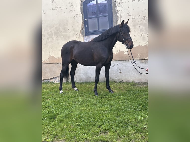Sang-chaud suédois Croisé Hongre 5 Ans 166 cm Bai brun in Leipzig