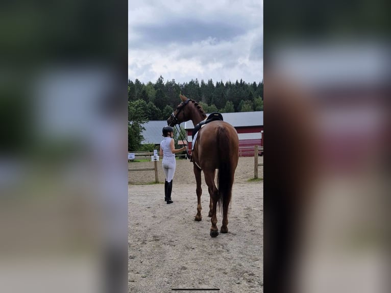 Sang-chaud suédois Hongre 6 Ans 170 cm Alezan brûlé in hålta