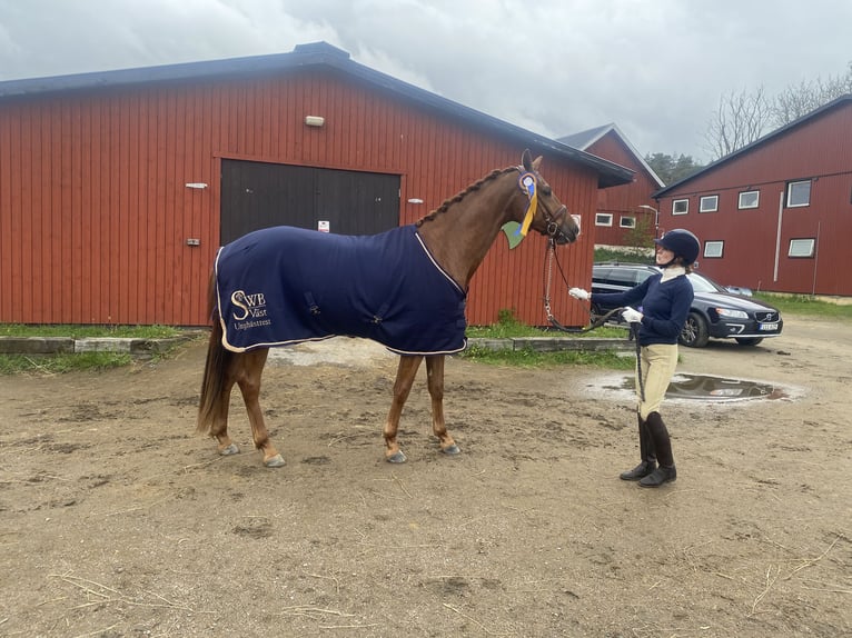 Sang-chaud suédois Hongre 6 Ans 170 cm Alezan brûlé in hålta