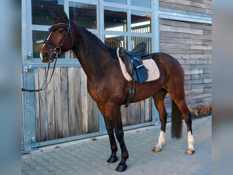 Sang-chaud suédois Croisé Hongre 7 Ans 160 cm Bai brun in Leipzig