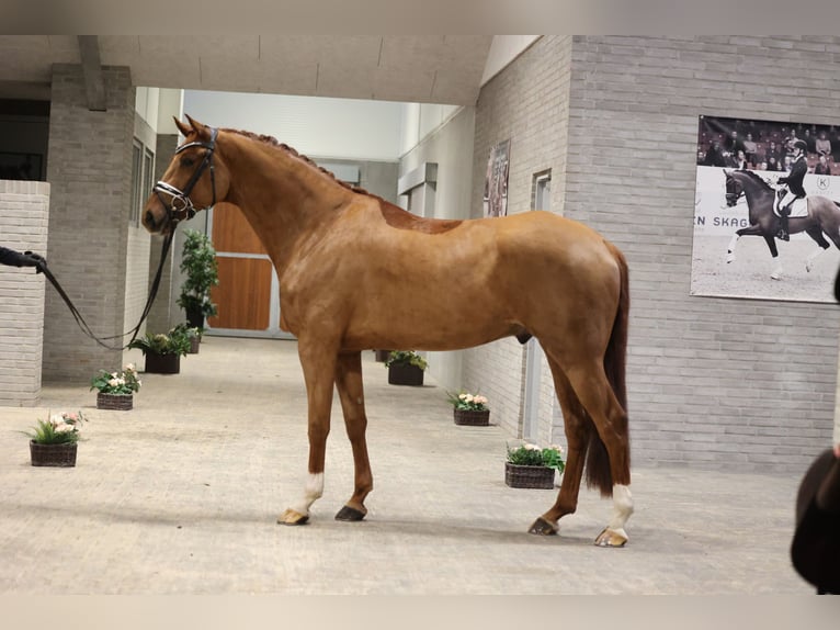 Sang-chaud suédois Hongre 7 Ans 170 cm Alezan brûlé in Asperup