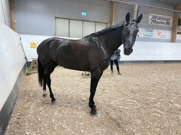 Sang-chaud suédois Hongre 7 Ans 175 cm Isabelle in Vännäs