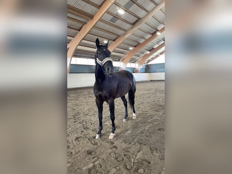 Sang-chaud suédois Hongre 7 Ans 175 cm Isabelle in Vännäs