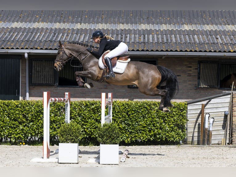 Sang-chaud suédois Hongre 8 Ans 167 cm  in Waddinxveen