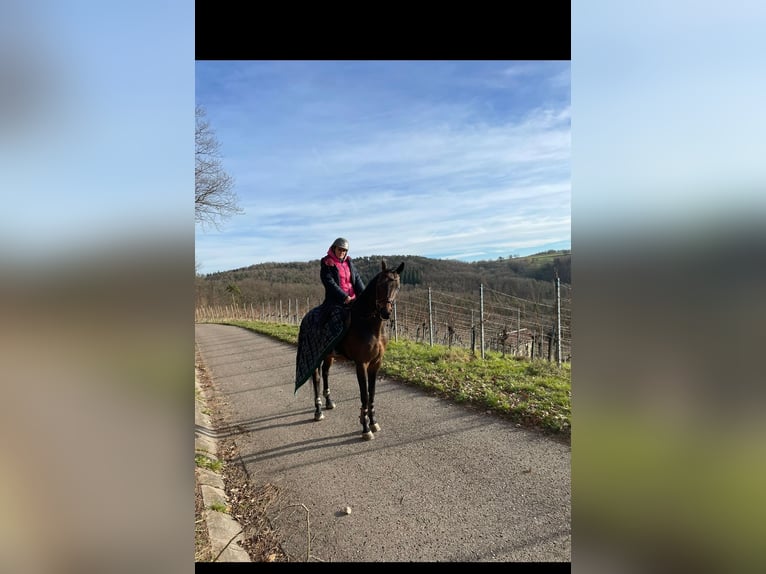 Sang-chaud suédois Hongre 9 Ans 171 cm Bai brun in Kernen im Remstal