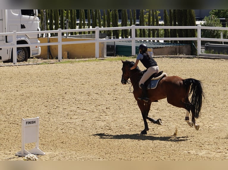 Sang-chaud suédois Jument 10 Ans 165 cm Isabelle in Marbella