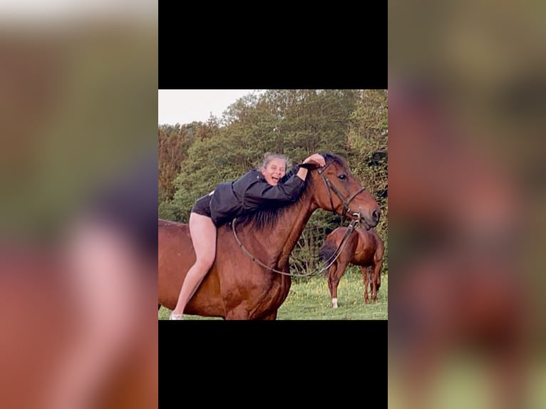 Sang-chaud suédois Jument 11 Ans 165 cm Bai brun in Weilheim in Oberbayern