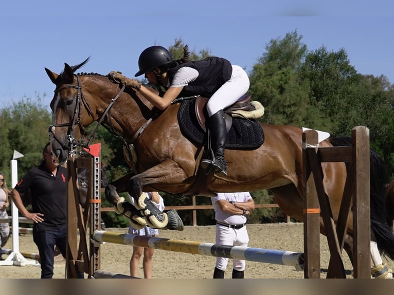 Sang-chaud suédois Jument 11 Ans 165 cm Isabelle in Marbella