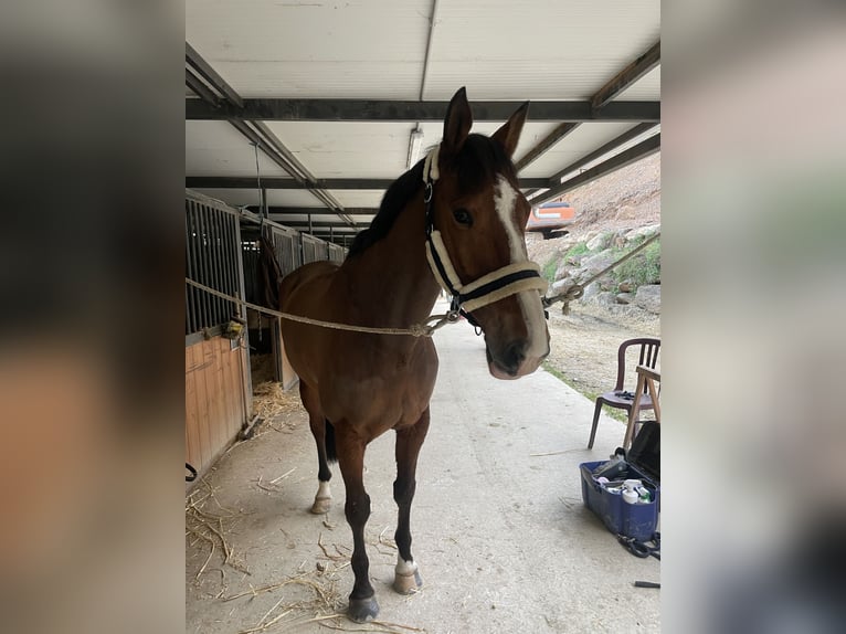 Sang-chaud suédois Jument 11 Ans 165 cm Isabelle in Marbella