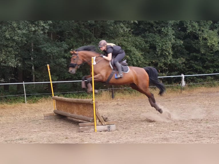 Sang-chaud suédois Jument 15 Ans 167 cm Bai in Ladbergen