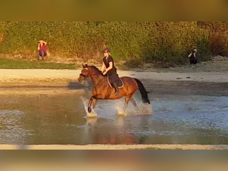 Sang-chaud suédois Jument 15 Ans 167 cm Bai in Ladbergen