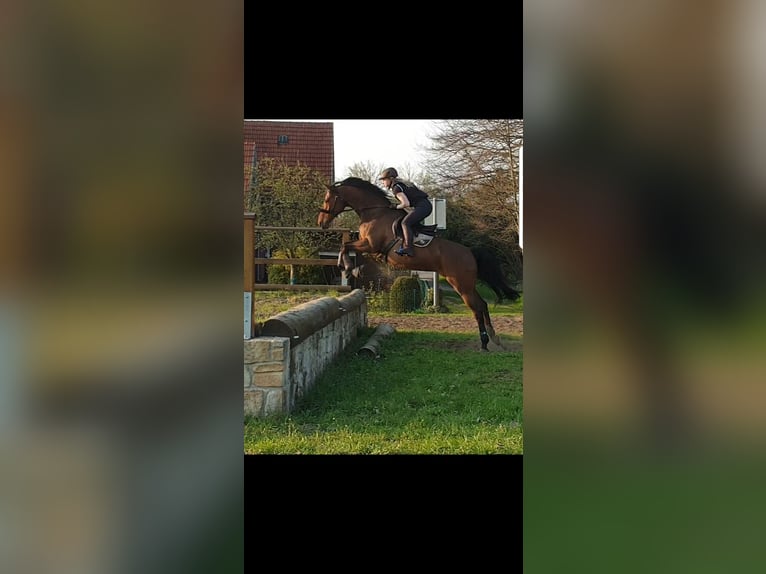 Sang-chaud suédois Jument 15 Ans 167 cm Bai in Ladbergen