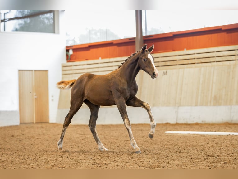 Sang-chaud suédois Jument 1 Année 165 cm Alezan brûlé in Köpingsvik