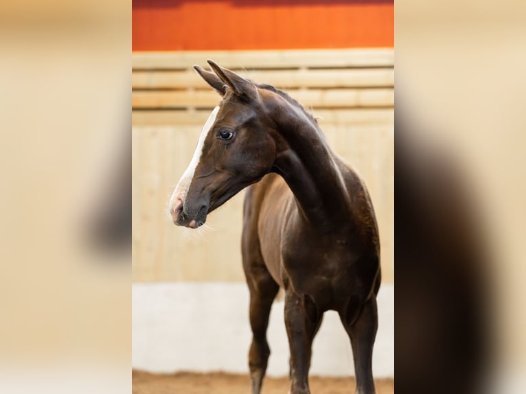 Sang-chaud suédois Jument 1 Année 165 cm Alezan brûlé in Köpingsvik