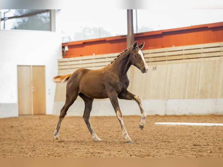 Sang-chaud suédois Jument 2 Ans 165 cm Alezan brûlé in Köpingsvik