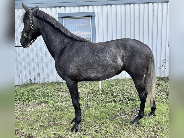 Sang-chaud suédois Croisé Jument 3 Ans 168 cm Blanc in Skellefteå