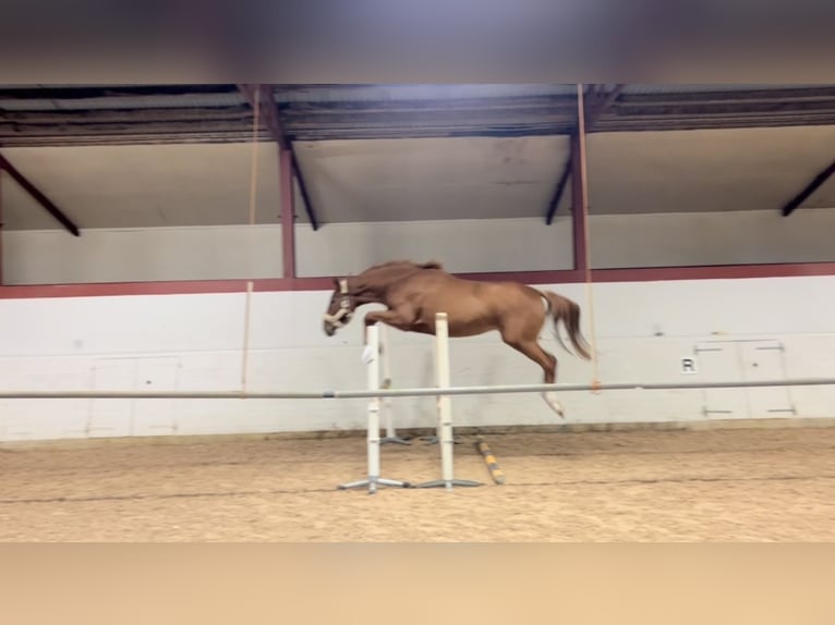 Sang-chaud suédois Jument 3 Ans 176 cm Alezan cuivré in Tollarp