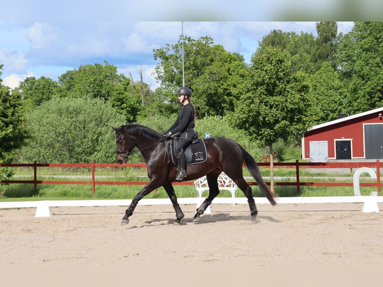 Sang-chaud suédois Jument 4 Ans 172 cm Bai brun in Eskilstuna