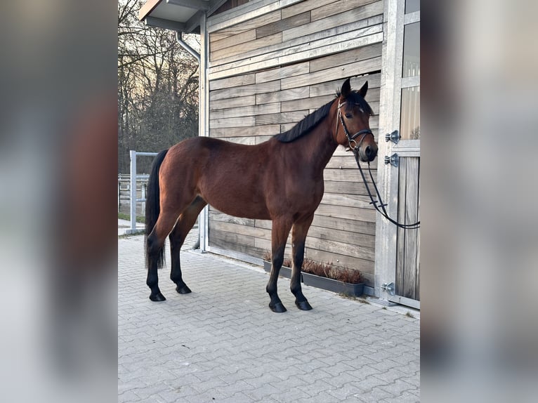 Sang-chaud suédois Croisé Jument 5 Ans 155 cm Bai in Leipzig