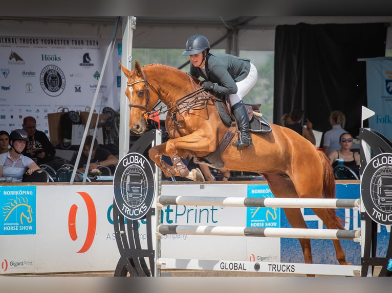 Sang-chaud suédois Jument 5 Ans 166 cm Alezan cuivré in Mölltorp