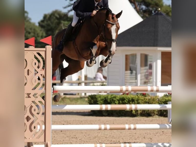 Sang-chaud suédois Jument 5 Ans 168 cm in Ljungby