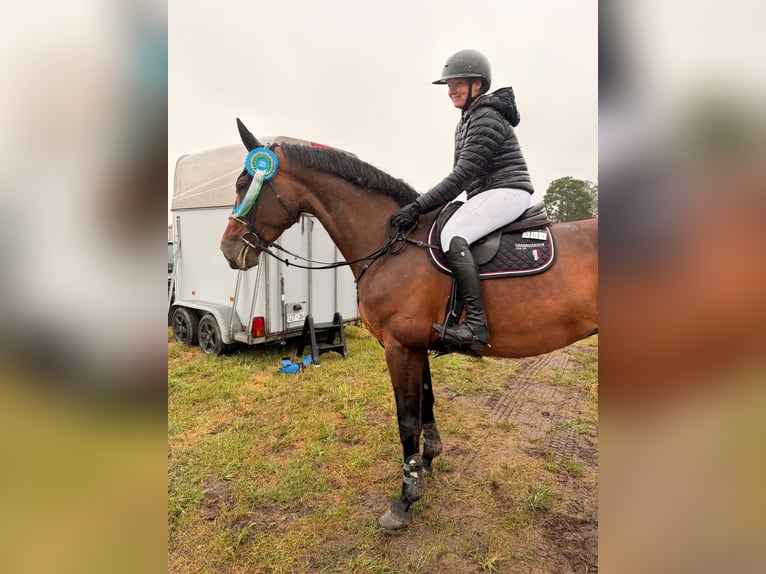 Sang-chaud suédois Jument 5 Ans 175 cm Bai in Harlösa