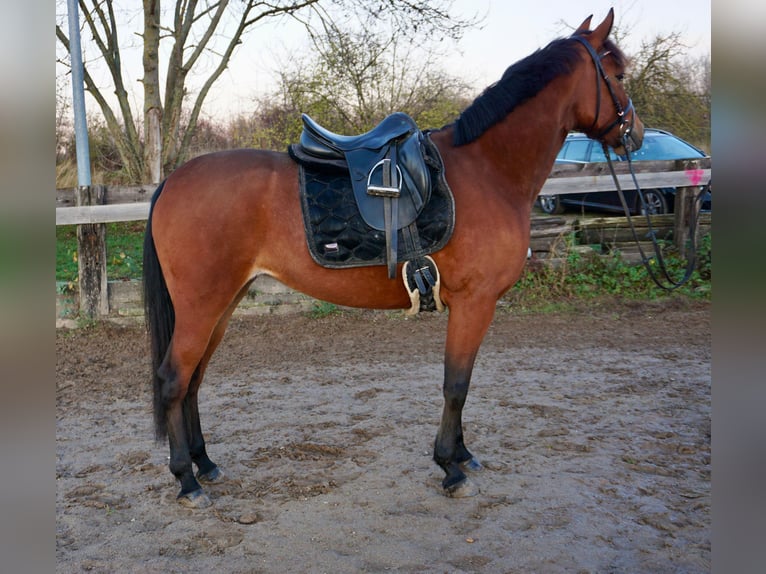 Sang-chaud suédois Croisé Jument 6 Ans 157 cm Bai in Leipzig