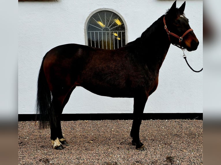 Sang-chaud suédois Croisé Jument 8 Ans 160 cm Bai brun foncé in Leipzig