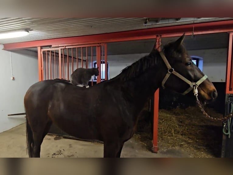 Sang-chaud suédois Croisé Jument 8 Ans 160 cm Bai brun foncé in Leipzig