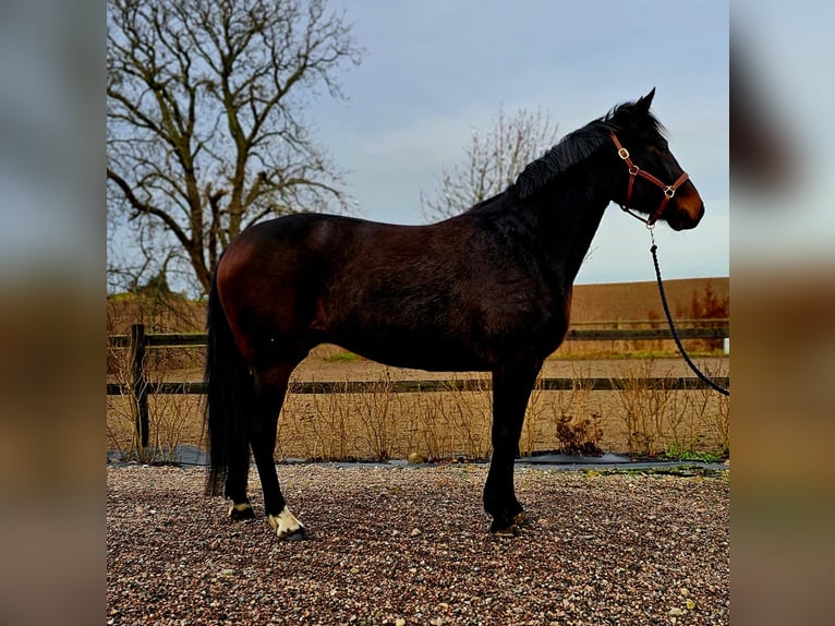 Sang-chaud suédois Croisé Jument 8 Ans 160 cm Bai brun foncé in Leipzig