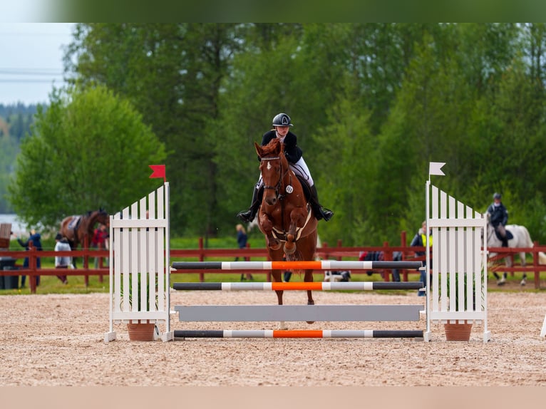 Sang-chaud suédois Jument 8 Ans 174 cm Alezan brûlé in Jönköping