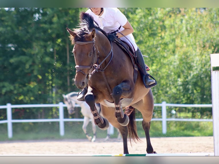 Sang-chaud suédois Jument 9 Ans 165 cm Bai brun in Verden (Aller)