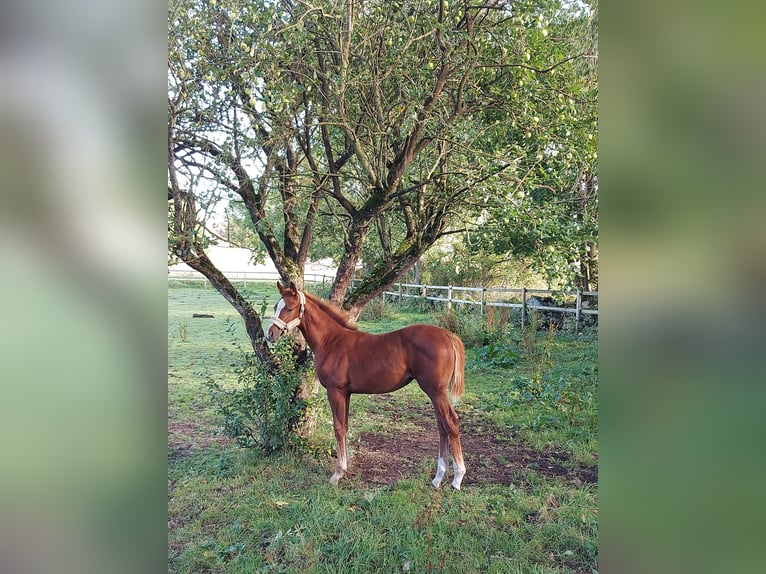 Sang-chaud suédois Jument Poulain (06/2024) 168 cm Alezan cuivré in Falköping