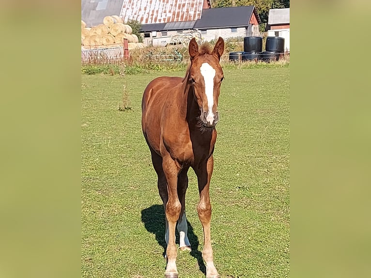 Sang-chaud suédois Jument Poulain (06/2024) 168 cm Alezan cuivré in Falköping