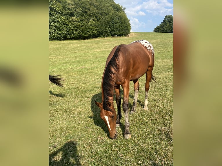 Sang-chaud tchèque Étalon 1 Année 165 cm Léopard in Novy Jicin