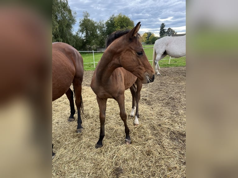 Sang-chaud tchèque Étalon 1 Année Bai cerise in Krsice