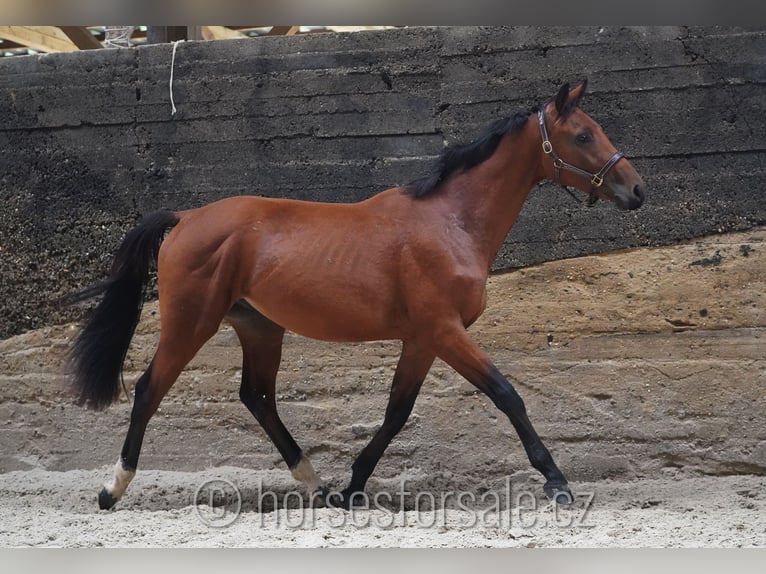 Sang-chaud tchèque Étalon 2 Ans 164 cm Bai in Votice