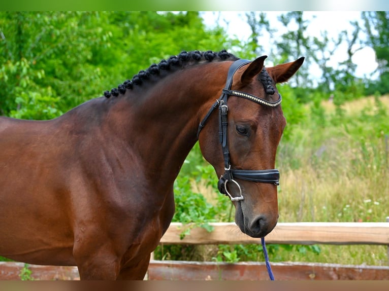 Sang-chaud tchèque Étalon 4 Ans 166 cm Bai in Brno