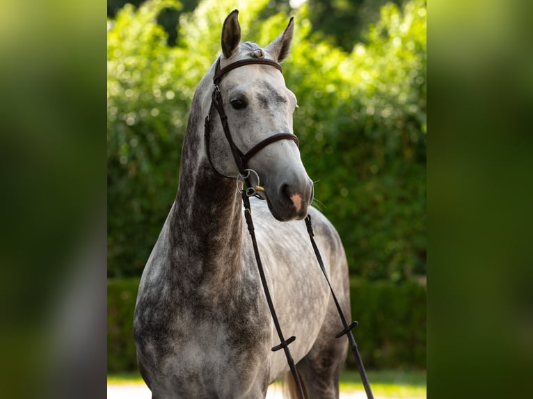 Sang-chaud tchèque Étalon 7 Ans 169 cm  in Poxdorf