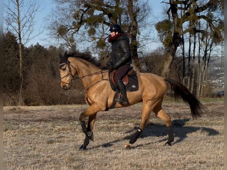 Sang-chaud tchèque Hongre 11 Ans 170 cm Buckskin in Schlins