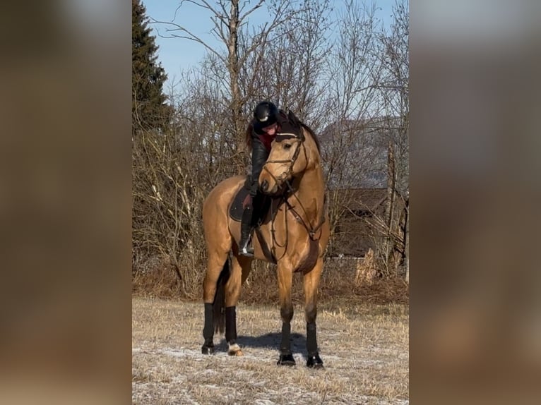 Sang-chaud tchèque Hongre 11 Ans 170 cm Buckskin in Schlins